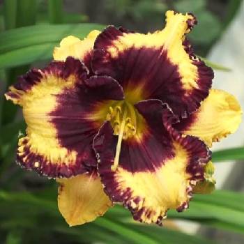 Лилейник Hemerocallis ‘Open My Eyes’ 